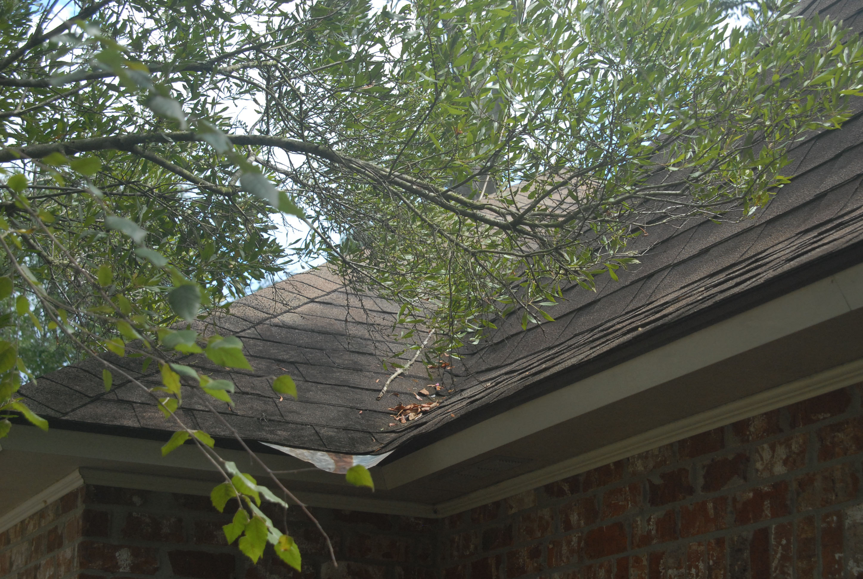 Check your trees; summer storms and hurricanes are coming